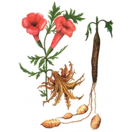 Harpagophytum gélules poudre 250mg