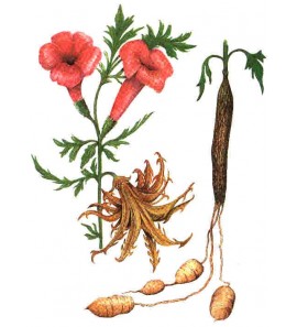 Harpagophytum gélules poudre 250mg