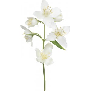 Jasmin fleur Absolue