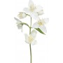 Jasmin fleur Absolue