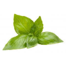 Basilic BIO feuille