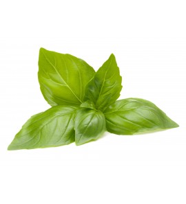 Basilic feuille poudre