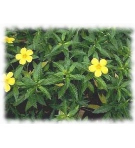 Damiana feuille