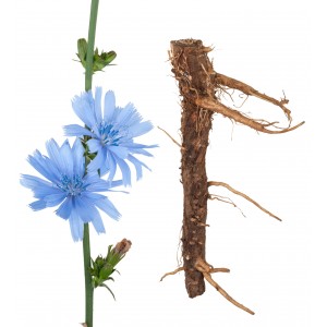 Chicorée feuille verte