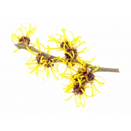 Hamamelis BIO feuille