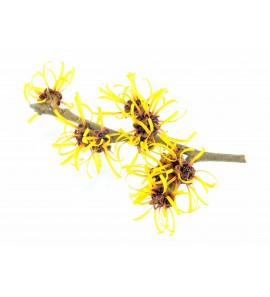 Hamamelis BIO Hydrolat