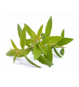 Verveine odorante BIO feuille