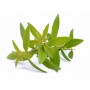 Verveine odorante feuille