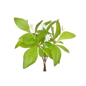 Mouron blanc Stellaire plante