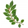 Laurier feuille