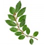 Laurier feuille