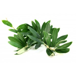 Olivier feuille poudre