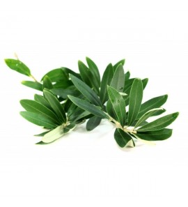 Olivier gélules poudre 210mg