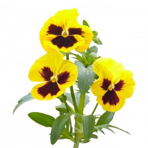 Pensée sauvage plante BIO