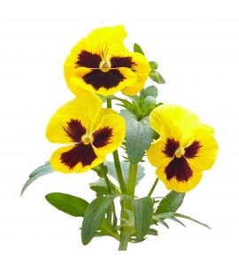 Pensée sauvage plante BIO