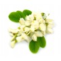 Acacia fleur