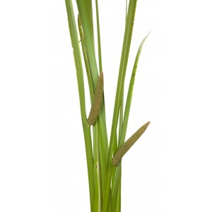 Acore calamus odorant racine