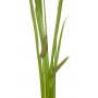 Acore calamus odorant racine