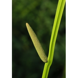 Acore calamus odorant racine