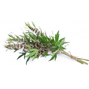 Agripaume sommité fleurie