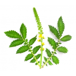 Aigremoine sommité fleurie