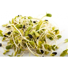 Alfalfa luzerne graine