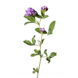 Alfalfa luzerne graine