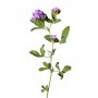 Alfalfa luzerne graine