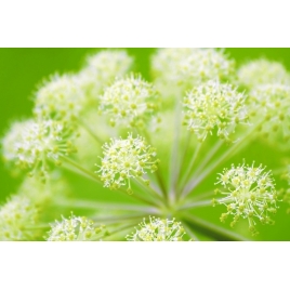 Angélique fruit BIO