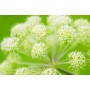 Angélique fruit BIO