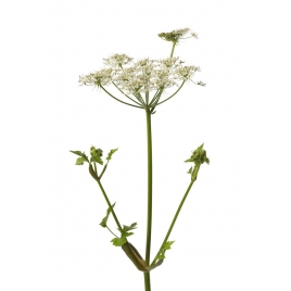 Angélique fruit BIO