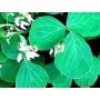 Desmodium poudre gélules 200mg