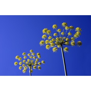 Anis vert gélules de poudre totale 250mg