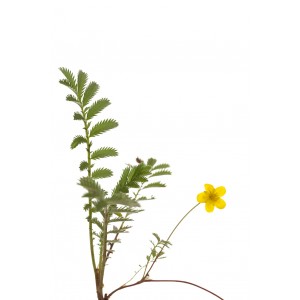 Argentine Potentille plante