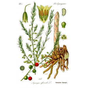 Asperge racine