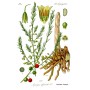 Asperge racine