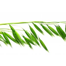 Avoine semence poudre