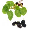 Murier noir feuille