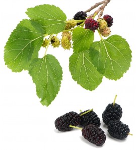 Murier noir feuille
