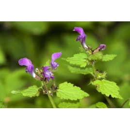 Ballote noire plante