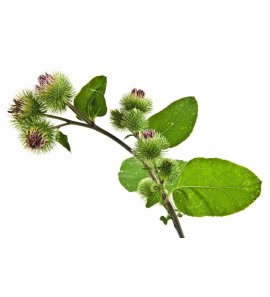 Bardane BIO racine