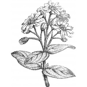 Boldo feuille