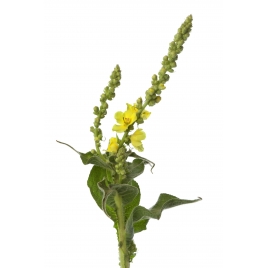 Bouillon blanc fleur