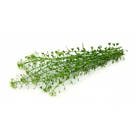 Bourse à Pasteur plante