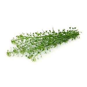 Bourse à Pasteur plante