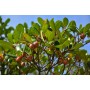Busserole BIO feuille