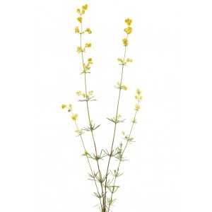 Gaillet jaune Caille-lait plante