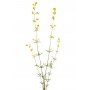 Gaillet jaune Caille-lait plante