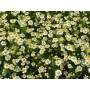 Camomille Matricaire BIO fleur