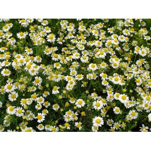 Camomille romaine BIO hydrolat